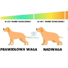 Jak bezpiecznie odchudzić psa z otyłością? Chroń jego stawy!