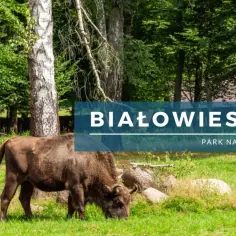 Żubrzyca z młodym na trawie. Białowieski Park Narodowy ciekawostki o tych majestatycznych zwierzętach.