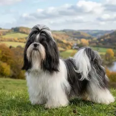 Shih tzu ma długie, jedwabiste włosy, które wymagają pielęgnacji. Piesek z bujną czupryną na tle jesiennego krajobrazu.