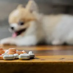 Rozmyty piesek patrzy na stos tabletek. Czy psu można podać paracetamol? To pytanie, na które odpowiedź jest kluczowa dla zdrowia pupila.