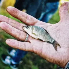 Jak zimują ryby? Odkryj tajemnice ich przetrwania w zimie