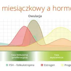 Jak obliczyć owulację i zwiększyć szanse na ciążę w prosty sposób
