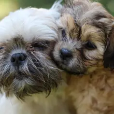 Dwa urocze szczenięta, mieszaniec yorka z shih tzu, przytulają się do siebie na tle zieleni.