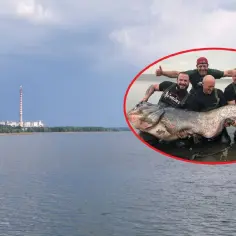 Wędkarze z gigantycznym sumem na zbiorniku Pogoria III. W tle elektrownia.