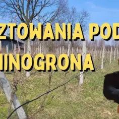 Jak zrobić konstrukcję pod winogron, aby uniknąć problemów z uprawą