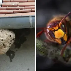 Gdzie zimuje szerszeń i jak uniknąć niebezpieczeństwa w okresie hibernacji