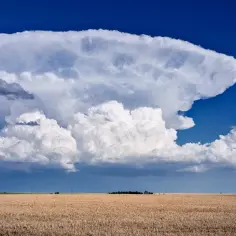Potężna chmura deszczowa w kształcie grzyba nad złotym polem pszenicy.
