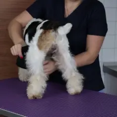 Jak uszyć majtki dla psa, aby zapewnić mu komfort i wygodę