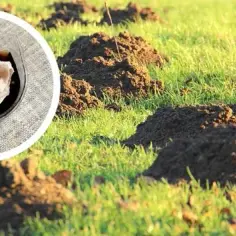 Skuteczne metody, jak pozbyć się kretów z ogrodu i ocalić trawnik