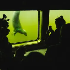 Widok na fokarium w Helu, gdzie widzowie obserwują i filmują foki podczas karmienia.