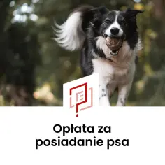 Radosny pies rasy border collie biegnie z piłką w pysku. Tekst informuje o opłacie za posiadanie psa, czyli o podatku od psa.