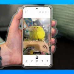 Ręka trzyma telefon Samsung, na ekranie którego widać żółtą papugę w ruchu.