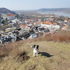 Kazimierz Dolny z psem na wzgórzu. W dole malownicze miasteczko z rzeką w tle.