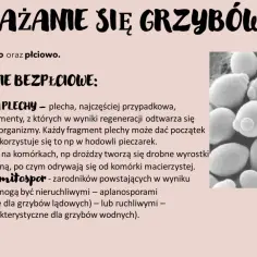 Mikroskopowe ujęcie drożdży, ilustrujące bezpłciowe rozmnażanie grzybów. Biologia rozszerzona.