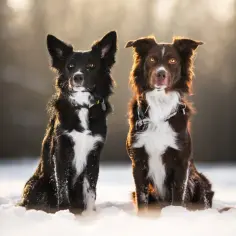 Dwa psy, czarny i brązowy owczarek australijski a border collie, siedzą w śniegu, oświetlone słońcem.