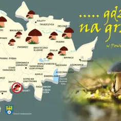 Gdzie na grzyby na Śląsku? Moje sprawdzone miejsca i sekrety!