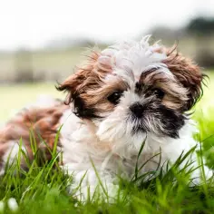 Uroczy szczeniak rasy york shih tzu leży w trawie, patrząc w obiektyw z zaciekawieniem.