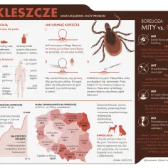 Badanie kleszcza: Kiedy ma sens, a kiedy to zbędny koszt?
