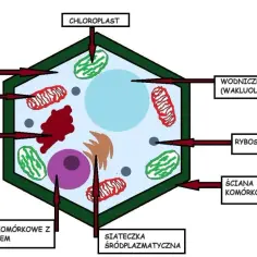Ilustracja przedstawia budowę komórki roślinnej z zaznaczonymi organellami: chloroplast, mitochondrium, aparat Golgiego, jądro komórkowe, wodniczka, rybosomy, ściana komórkowa.