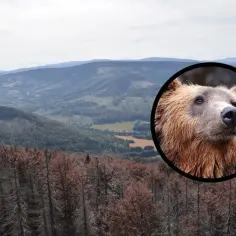Niedźwiedź spogląda z góry na malowniczą, górską miejscowość.