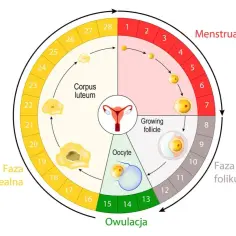 Cykl menstruacyjny: czy w fazie lutealnej można zajść w ciążę? Wykres pokazuje rozwój pęcherzyka, owulację, ciałko żółte i fazę lutealną.