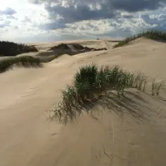 Piasek i trawa na wydmach, pokazujące, jak powstają wydmy. Wiatr kształtuje krajobraz, tworząc pofałdowane wzgórza.