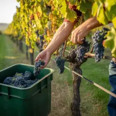 Kiedy zrywać winogron na wino, aby uniknąć słabych zbiorów?