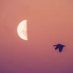Ptak leci pod trzecią kwadrą księżyca na tle zachodzącego słońca.