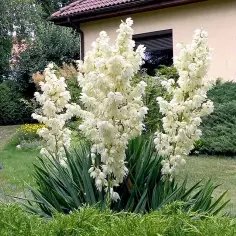 Jak pielęgnować juki ogrodowe, aby uniknąć najczęstszych błędów?