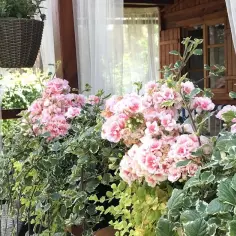 Jakie rośliny na balkon północny – najlepsze gatunki do cienia
