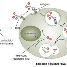Schemat działania ADC: lek przyłączony do przeciwciała monoklonalnego wiąże się z antygenem na komórce nowotworowej, uwalniając toksyczne działanie leku. Podstawa programowa biologia rozszerzona.
