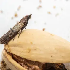 Czy mole mogą być w przyprawach? Jak uniknąć infestacji w kuchni