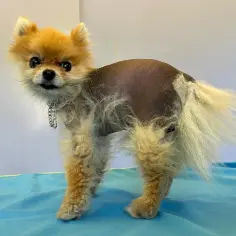 Pomeranian łysieje? Alopecia X: Kompleksowy przewodnik dla właścicieli