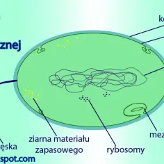 Schemat budowy komórki bakterii heterotroficznej: ściana, błona, nukleoid, ziarna zapasowe, rybosomy, mezosomy i rzęska.