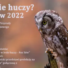 Sowa na gałęzi, plakat zapraszający na warsztaty "Co w lesie huczy? Noc Sów 2022", gdzie dowiesz się, gdzie zimują sowy.