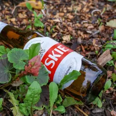 Butelka piwa Tyskie leży wśród zieleni. Słońce mogło spowodować, że piwo śmierdzi skunksem, bo światło rozkłada chmiel.