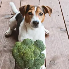 Jack Russell z zaciekawieniem patrzy na brokuły. Czy pies może jeść brokuły? To pytanie nurtuje wielu właścicieli czworonogów.