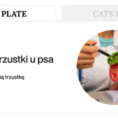 Chora trzustka u psa? Odkryj jadłospis i przepisy na zdrowe życie!