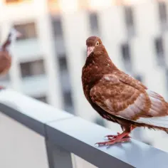 Skuteczne sposoby na gołębie na balkon – pozbądź się ich raz na zawsze