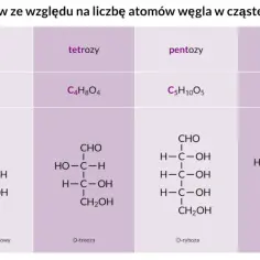 Tabela przedstawia rodzaje monosacharydów, czyli prostych cukrów, ze względu na liczbę atomów węgla, wraz z ich wzorami i przykładami, np. D-glukoza.