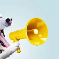 Husky z megafonem krzyczy "Chcę wyjść!". Jak nauczyć psa sygnalizowania że chce wyjść?