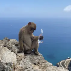 Małpa na skale, patrząca na morze, zastanawia się, gdzie leży Gibraltar. Widok zapiera dech w piersiach.
