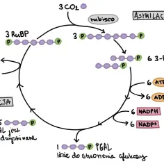 Schemat cyklu Calvina: asymilacja CO2, redukcja i regeneracja RuBP. Pokazuje przemiany cząsteczek i zużycie ATP i NADPH.
