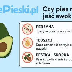 Awokado dla psa: Ryzyko czy superfood? Werdykt weterynarzy