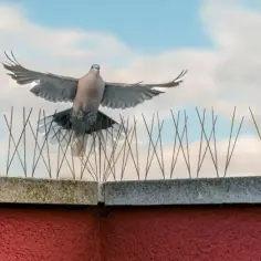 Skuteczne sposoby na przegonienie gołębi z balkonu bez wysiłku