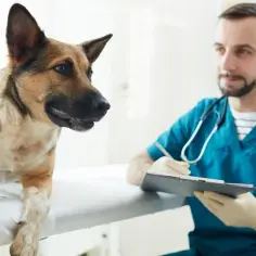 Odrobaczanie psa jak często? Kluczowe informacje dla zdrowia pupila