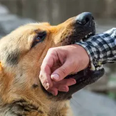 Mój pies pogryzł innego psa, co mi grozi? Pies gryzie rękę w kratkę.
