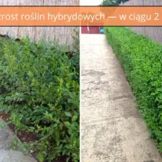Jaką odległość zachować przy sadzeniu ligustra od płotu?