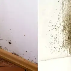 Jak napisać pismo do spółdzielni mieszkaniowej w sprawie grzyba skutecznie?
