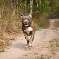 Radosny amstaff pędzi ścieżką, biegnąc przez naturę. Zastanawiasz się, ile lat żyje amstaff? Ten energiczny piesek z pewnością cieszy się życiem!